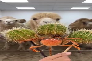 Kamele essen Kakteen
