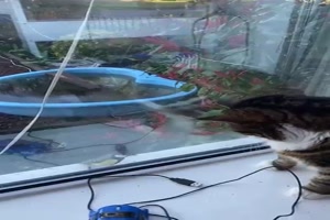 Vogel veräppelt die Katze