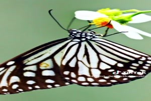 Beautiful Butterflies... Schne Schmetterlinge...