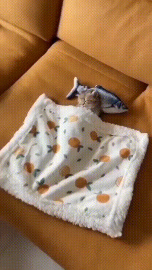 Müdes Kätzchen