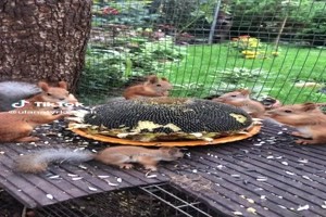 Een boel eekhoorntjes - Viele Eichhrnchen
