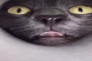 Katze schnüffelt