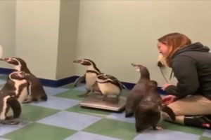 Pinguine wiegen