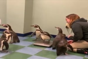 Pinguine-wiegen.mp4 auf www.funpot.net