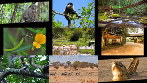 Udzungwa-Tanzania.ppsx auf www.funpot.net