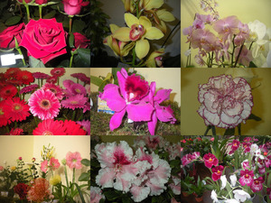 FESTA FLOR -