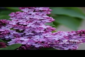 Diverse kleuren Hortensia - Verschiedene Farben Flieder