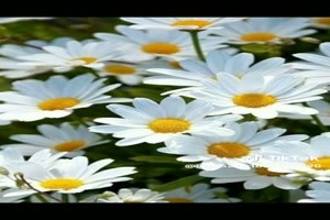 Superb flowers - Superb Blumen