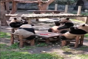 Das sind doch mal kultivierte Pandas
