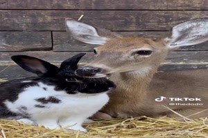 Bunny & deer bestfriends