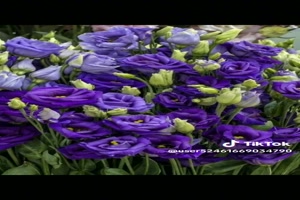 Superbe fleurs - Wunderschne Blumen