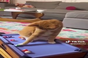 When a pair of cats are better at pool than you...