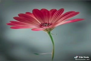 Bellissimi fiori - Schne Blumen
