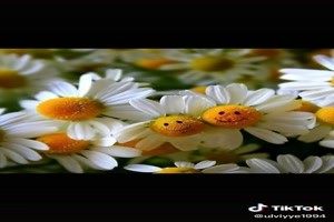 Splendid Daisy's flowers - Herrliche Gnseblmchenb