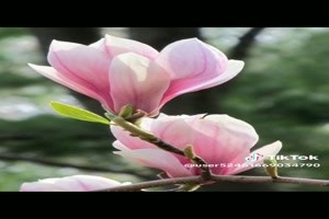 Magnolia Close-up - Magnolien-Nahaufnahme
