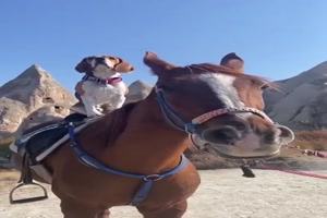 Hund auf Pferd