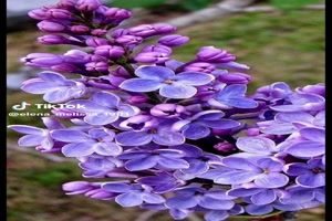 Lilac - Have a nice week - schöne Woche
