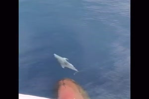 Der Delfin schwimmt voraus