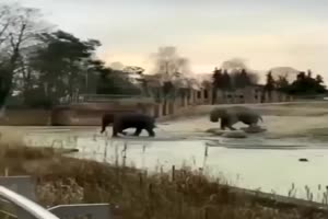 Frecher Elefant