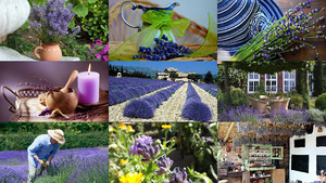 Lavendel ist die Seele der Provence