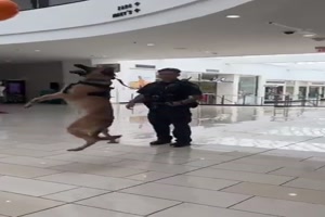 Der-Hund-hat-Spaß.mp4 auf www.funpot.net