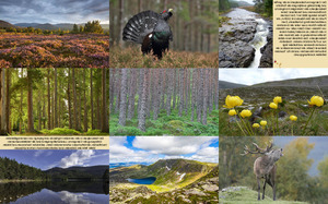 Cairngorms Nationalpark