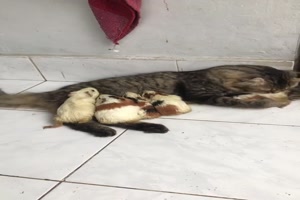 Katze und Meerschweinchen