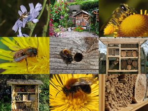 Faszinierende Wildbienen Hotels