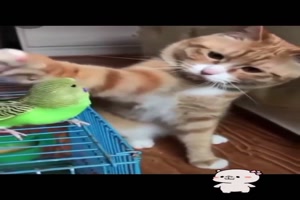 Tiere.mp4 auf www.funpot.net