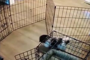 Tierischer-Ausbrecher.mp4 auf www.funpot.net