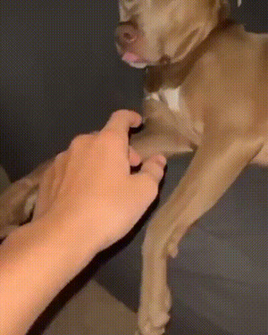 Ganz müder Hund