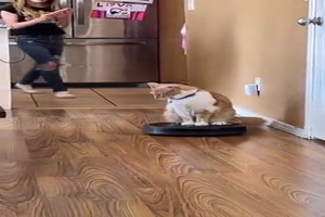 Katze fährt auf dem Saugroboter