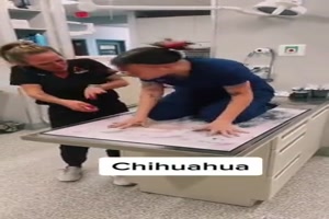 Wie-sich-Hunde-beim-Krallen-kürzen-verhalten.mp4 auf www.funpot.net