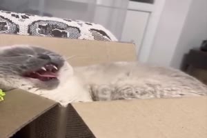 Katze träumt schlecht