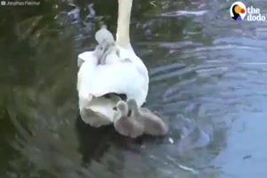 The swan Labut