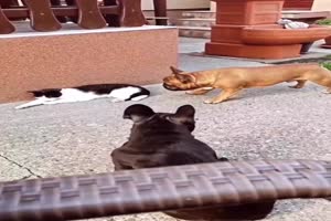 Katze-ist-unbeeindruckt.mp4 auf www.funpot.net