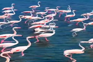 Ziemlich viele Flamingos