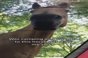 Pferd beobachtet Camper