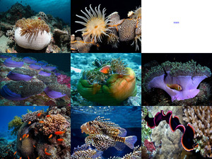 Red-Sea-Under-Water1.pps auf www.funpot.net