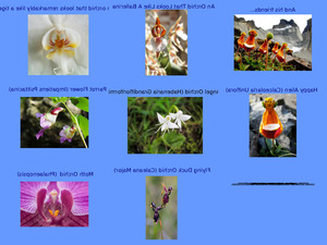 Wundervolle Orchideen