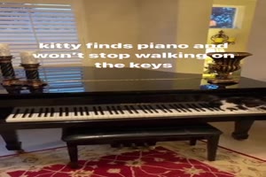 Ktzchen mag das Klavier