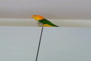 Stolzer Papagei