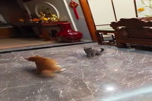 Hund spielt mit Katze