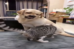Hund zeigt Zhne