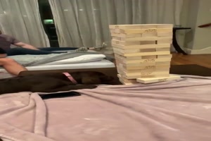 Labrador-beim-Jenga.mp4 auf www.funpot.net