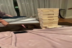 Labrador beim Jenga