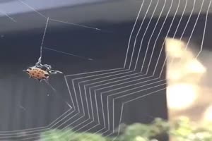 Pavouk Spider 