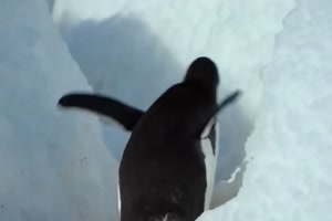 Funny penguins