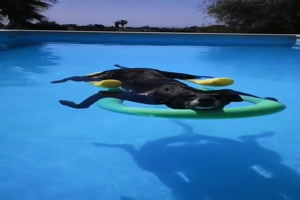 Hund chillt im Pool