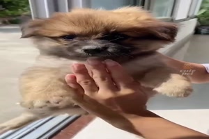 Lustige-Hunde.mp4 auf www.funpot.net